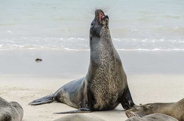 Lobo Marino - isla Santa Fé - islas Galápagos - Ecuador 01.jpg